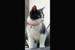 Help: Katertje Shambo vermist