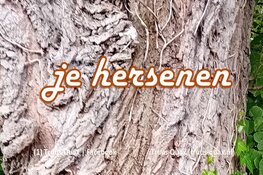 Je hersenen
