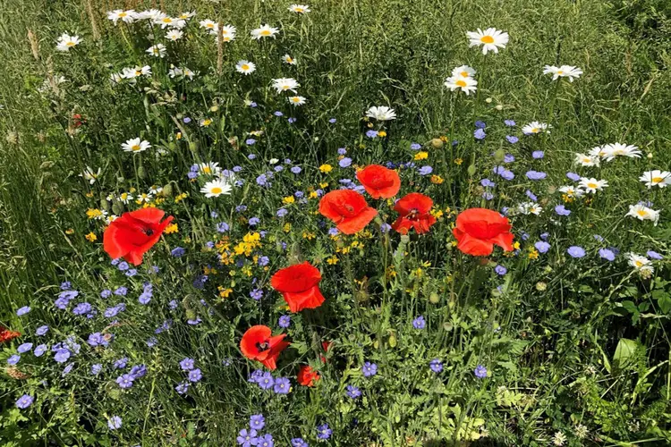 Meer biodiversiteit door uitbreiding van ruw gras