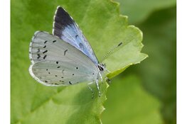 Tuinvlindertelling 2024