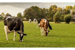 Provincie Noord-Brabant gaat ongebruikte stikstofruimte in natuurtoestemmingen intrekken