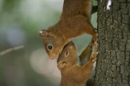 Nederlanders onderschatten de lengte van het broedseizoen