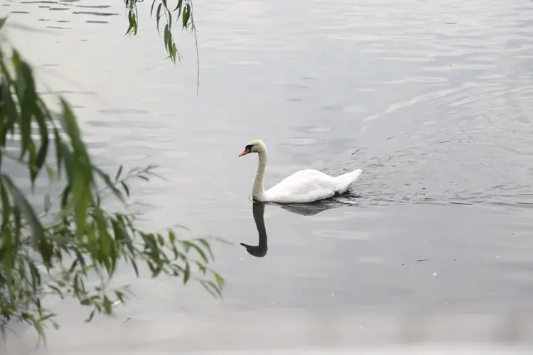 Negatief zwemadvies voor zwemplas De Rooije Plas in Handel