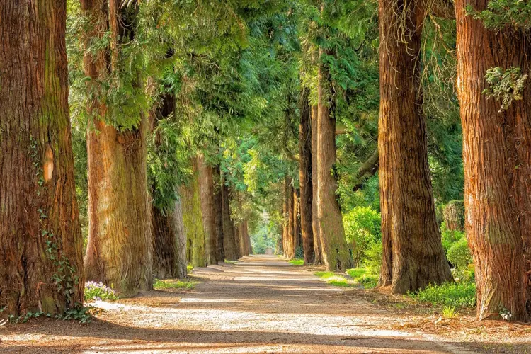 ’s-Hertogenbosch gaat voor groen met 625 nieuwe bomen