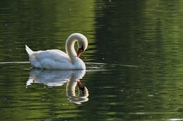 Negatief zwemadvies voor zwemplas Nieuwkuijkse Wiel in Heusden en zwemplas Lithse Ham in Oss ingetrokken