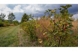 Brabant koploper in voedselbossen