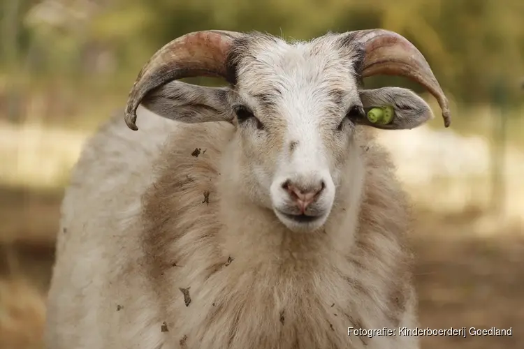 Kinderboerderij Goedland in Den Bosch ontvangt keurmerk Diervriendelijke Kinderboerderijen